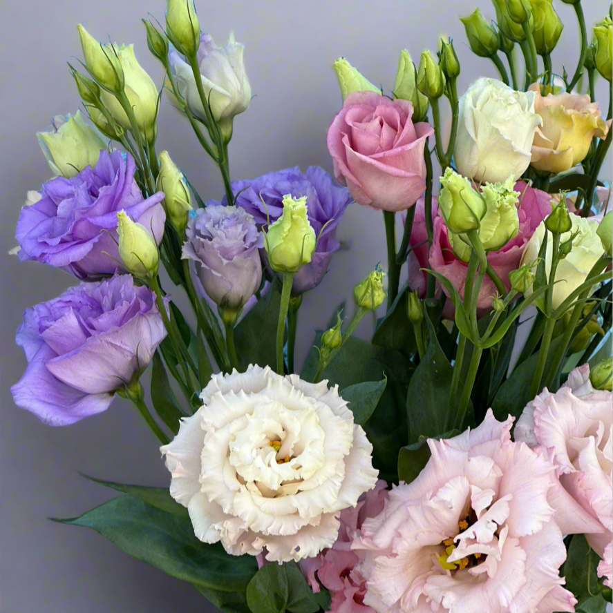 Eustoma-gele