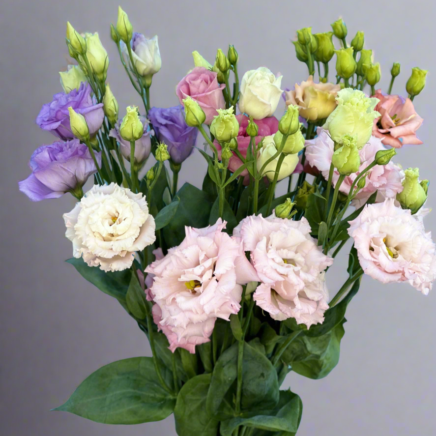 Eustoma-geliu-puokste