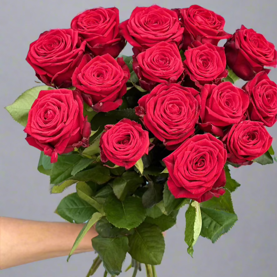 Raudonos-rozes-Red-Naomi-puokste-raudona-klasika