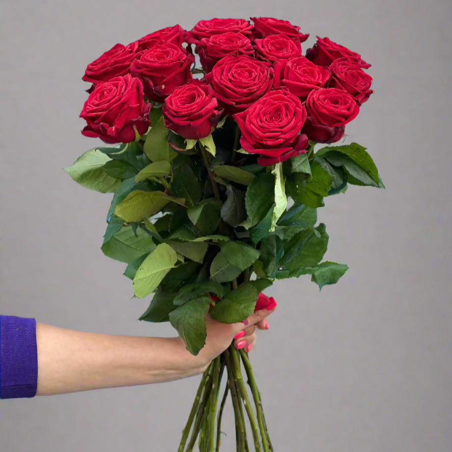 Raudonos-rozes-Red-Naomi-puokste-rankoje