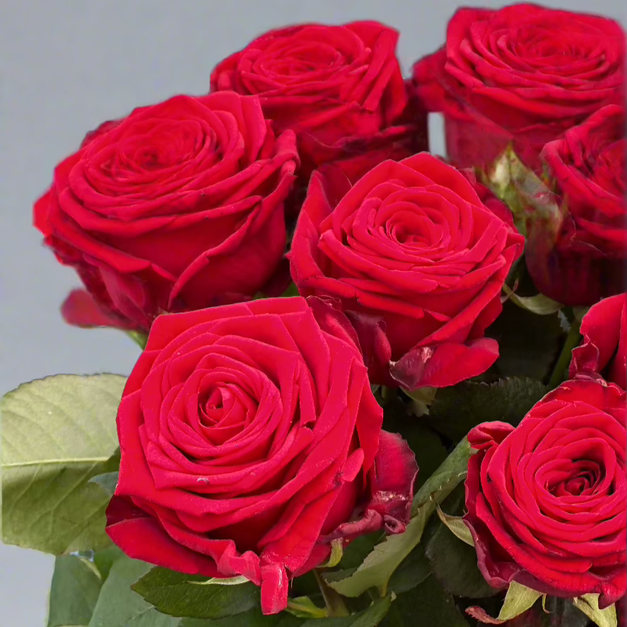 Raudonos-rozes-Red-Naomi