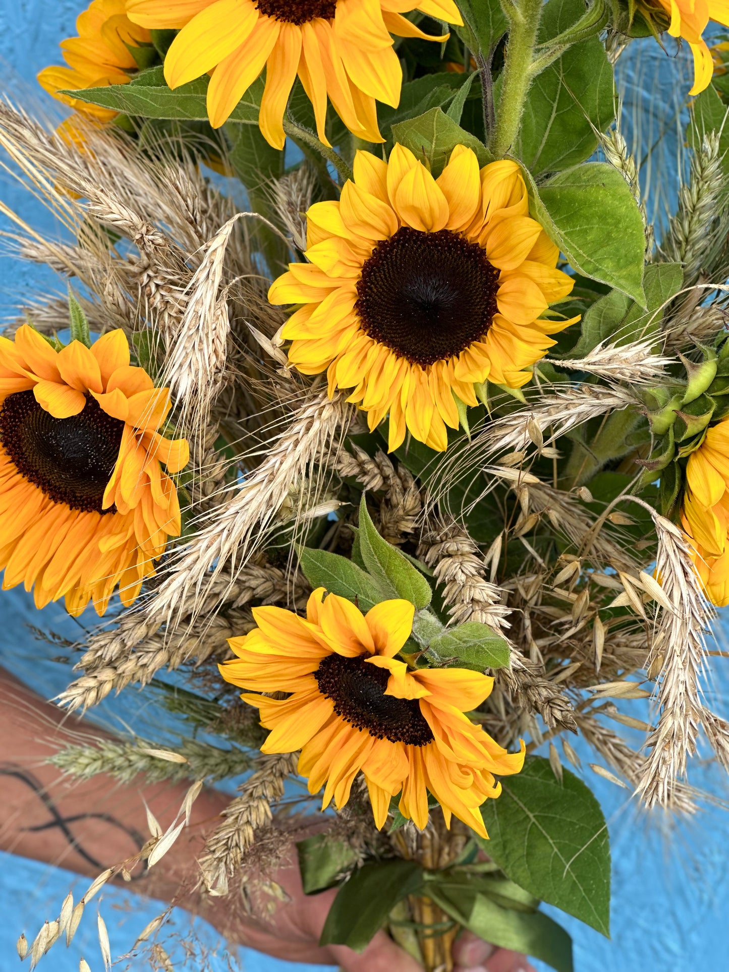 Saulegrazos_saulegrazu_puokste_sunflower_geles_Vilniuje_geliu_pristatymas_sunflower_bouquet_geliu_pristatymas_Vilniuje_Geliu_pristatymas_Klaipedoje_Kaune