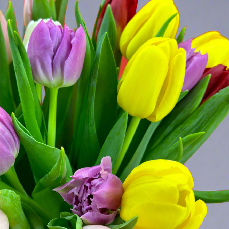 Violetines-tulpes-ir-geltonos
