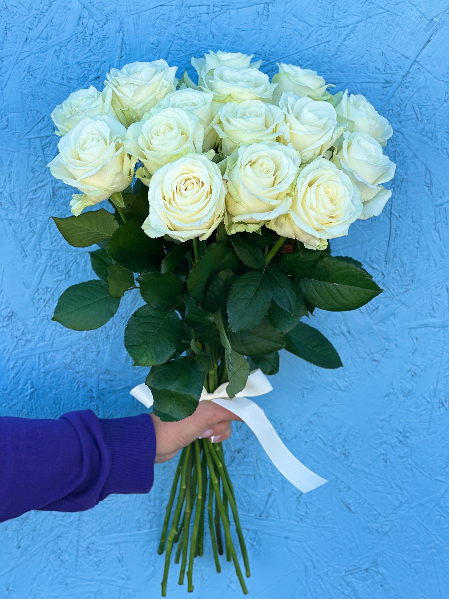 1. A stunning bouquet of white roses held by a person, radiating elegance and purity. 2. Behold the beauty of a person holding a bouquet of pristine white roses, a symbol of love and purity. 3. A person's hand delicately cradles a bouquet of white roses, a timeless and classic gift for any occasion.