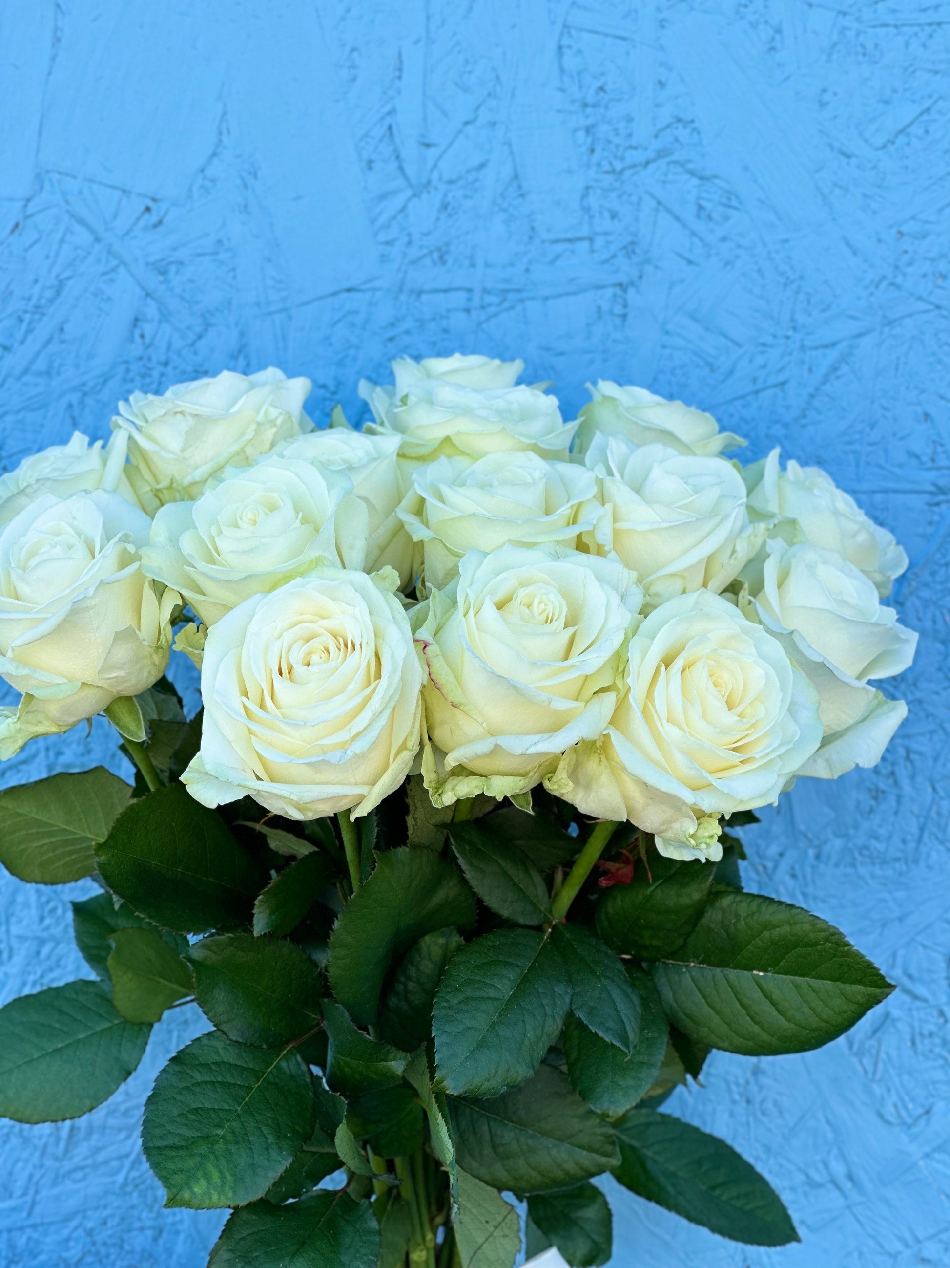 1. A stunning bouquet of white roses held by a person, radiating elegance and purity. 2. Behold the beauty of a person holding a bouquet of pristine white roses, a symbol of love and purity. 3. A person's hand delicately cradles a bouquet of white roses, a timeless and classic gift for any occasion.
